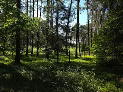 Rezerwat leśny Wojsławice